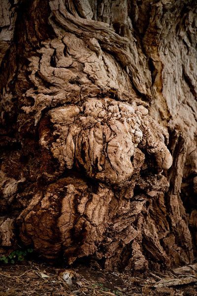 Friel, Bernard 아티스트의 USA-Utah-Torrey Capitol Reef National Park-The Mail Tree-Fremont Cottonwood작품입니다.